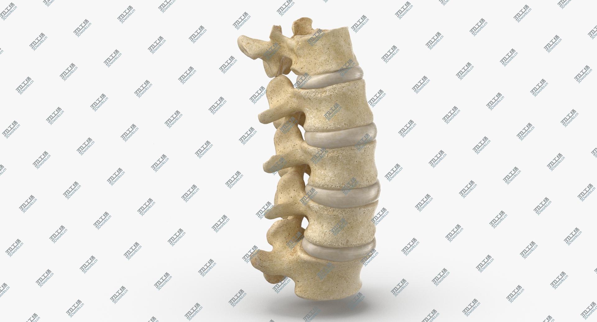 images/goods_img/202105071/Real Human Lumbar Vertebrae L1 to L5 Bones With Intervertibral Disks 01 model/2.jpg